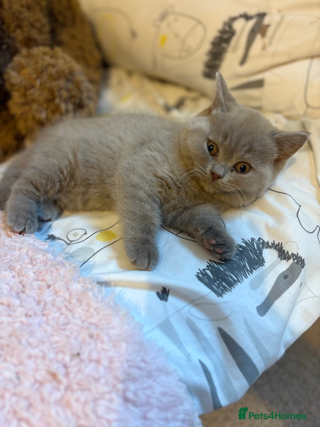 British Shorthair cats for sale: GCCF Registered British Shorthair Kittens - Advert 17