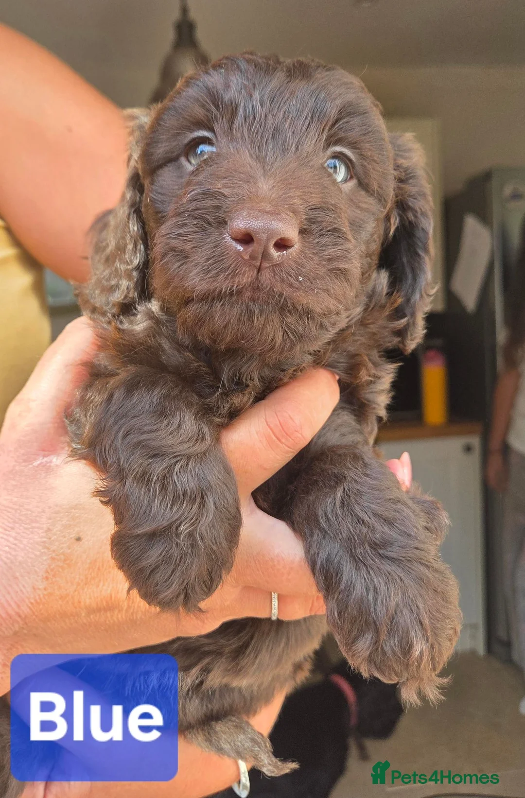 Cockapoo dogs for sale: Stunning F1 Chocolate Toy Cockerpoos - Advert 2