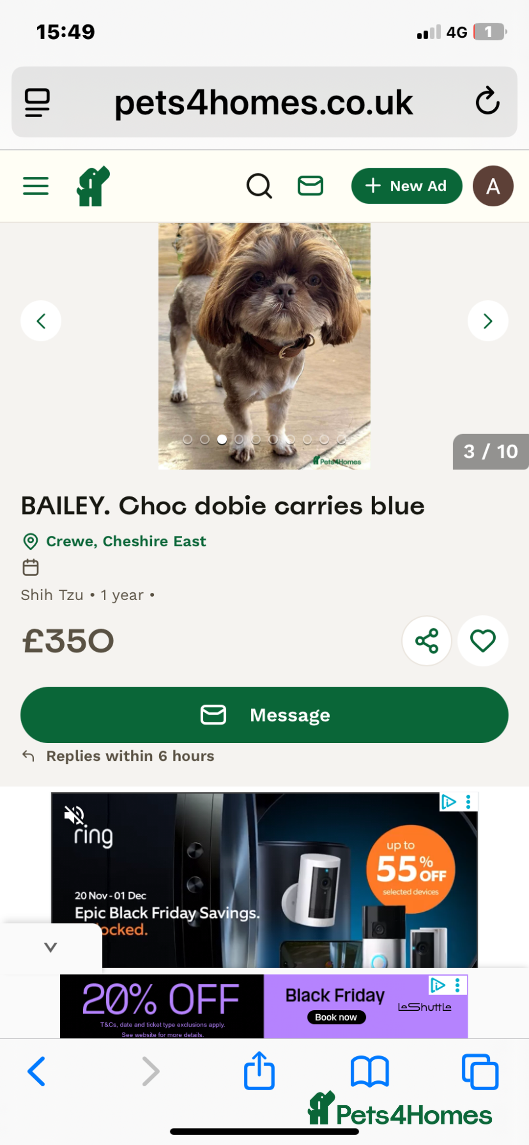 Cava Tzu dogs for sale: Absolutely amazing bundle of cuteness cava - shih - Advert 9