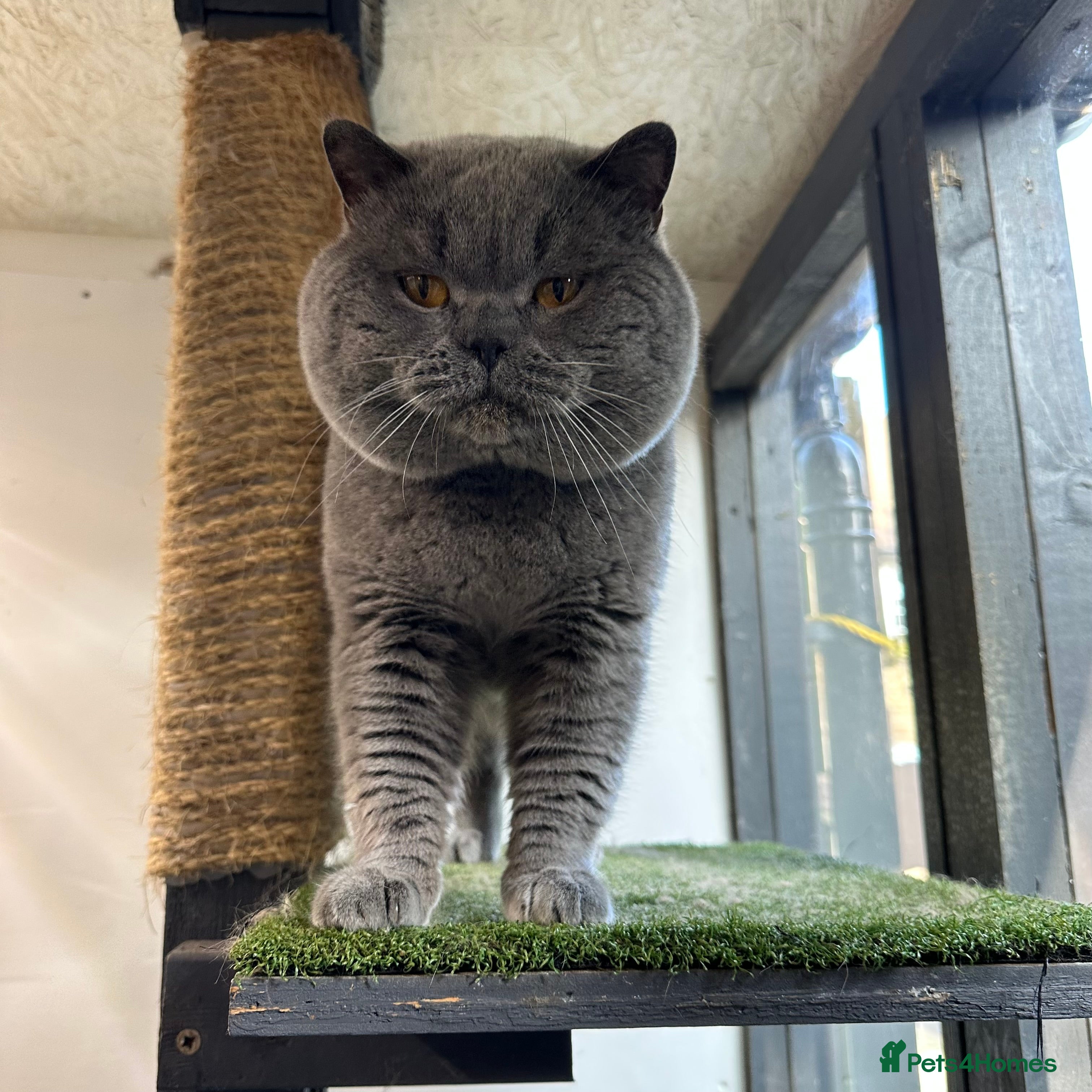 British Shorthair cats Blue Adult Male  - Advert 1