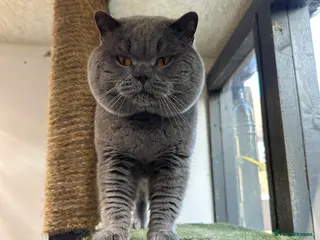 British Shorthair cats Blue Adult Male - Advert 1
