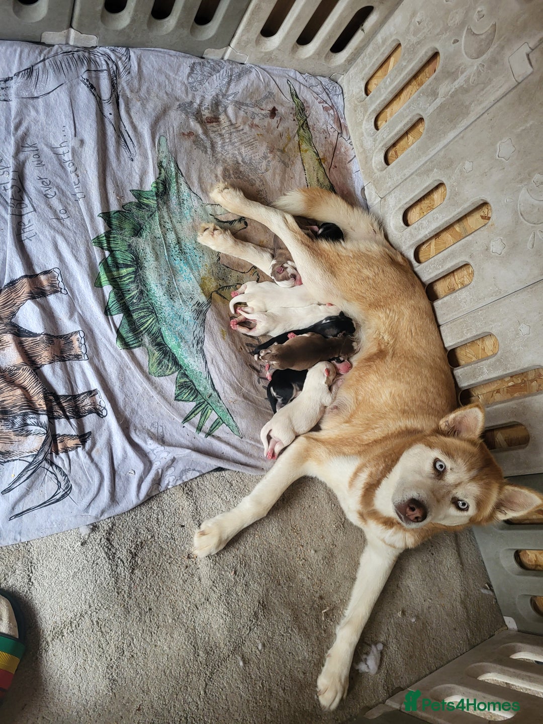Siberian Husky dogs for sale: Siberian husky puppies (ready forever loving home) - Image 28