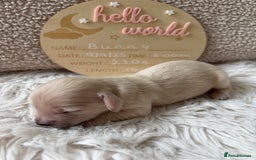 Miniature Dachshund dogs for sale: Platinum Cream Long Haired Miniature Dachshund - Image 5