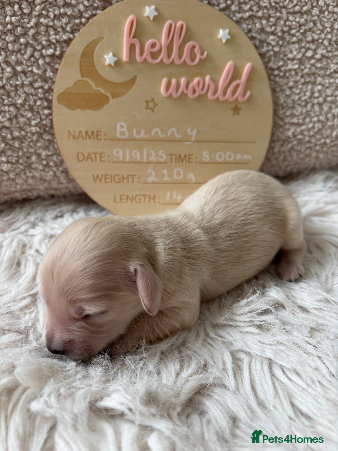 Miniature Dachshund dogs for sale: Platinum Cream Long Haired Miniature Dachshund - Image 5