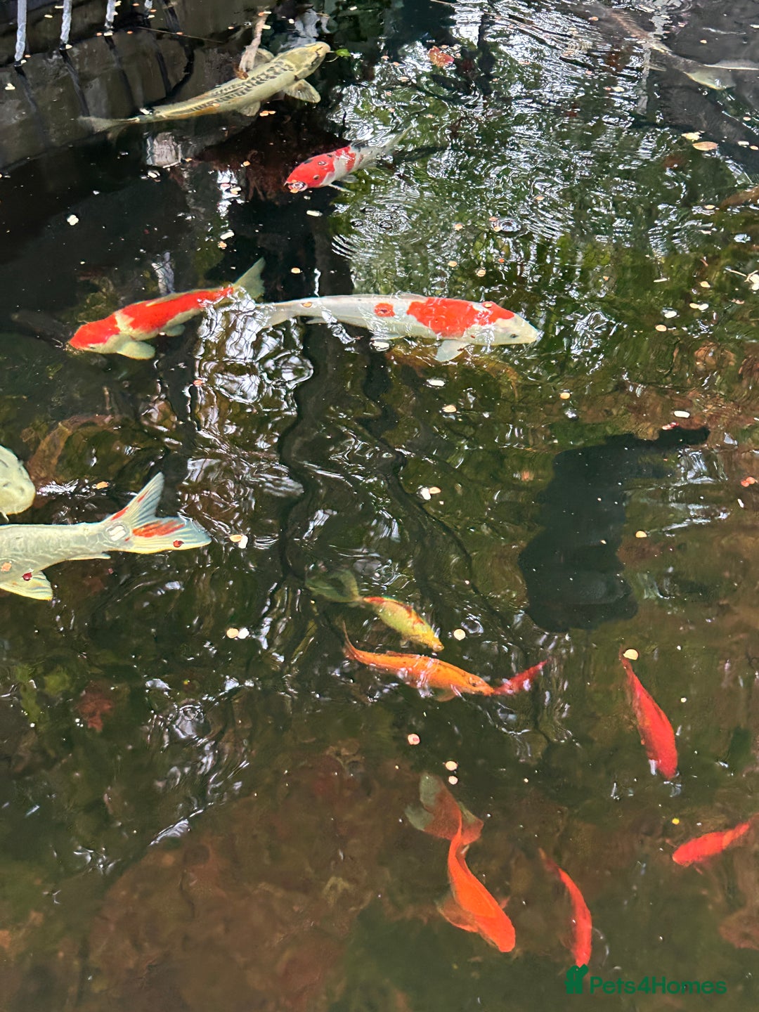 Koi Carp fish for sale: koi fish and various other fish - Image 12