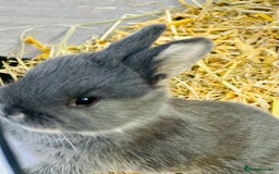 Rex rabbits for sale: Rex + lionheads for sale! - Image 3
