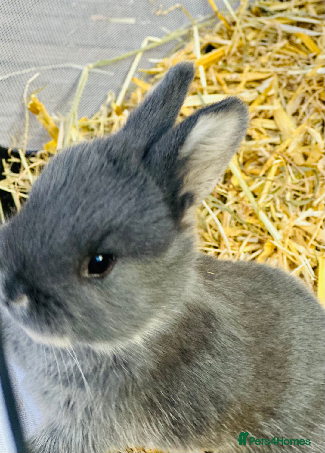 Rex rabbits for sale: Rex + lionheads for sale! - Image 3