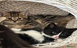 Domestic Shorthair cats for sale: Bundles of fluff  - Image 5