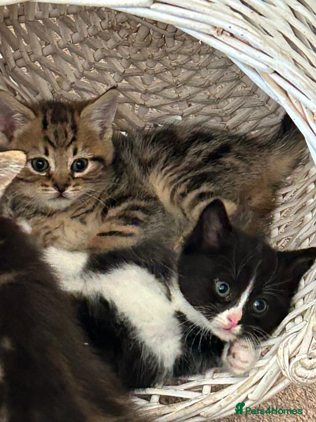 Domestic Shorthair cats for sale: Bundles of fluff  - Image 5