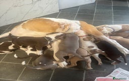 American Bulldog dogs for sale: 11 beautiful American bulldogs puppies. - Image 13
