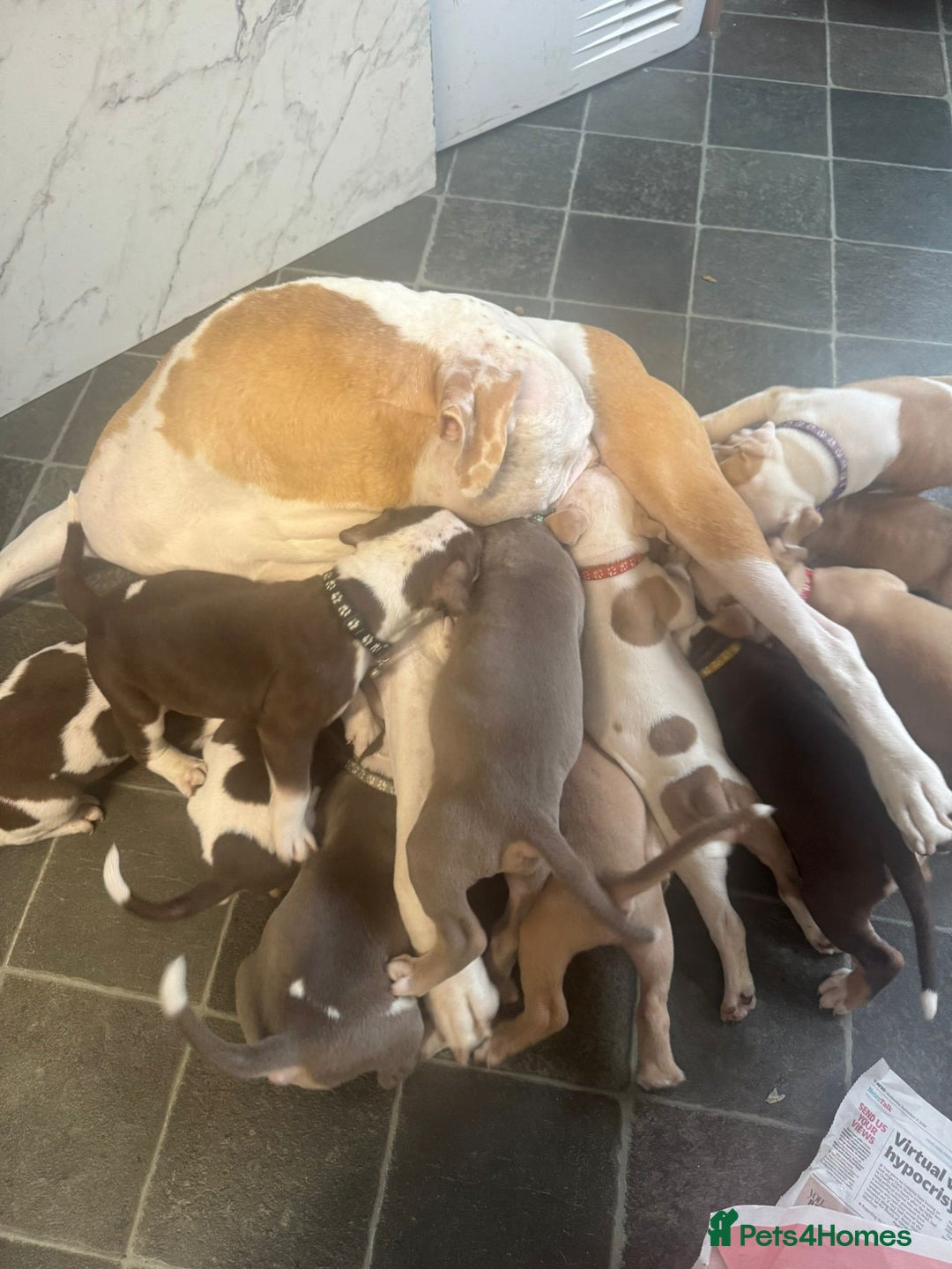 American Bulldog dogs for sale: 11 beautiful American bulldogs puppies. - Image 13