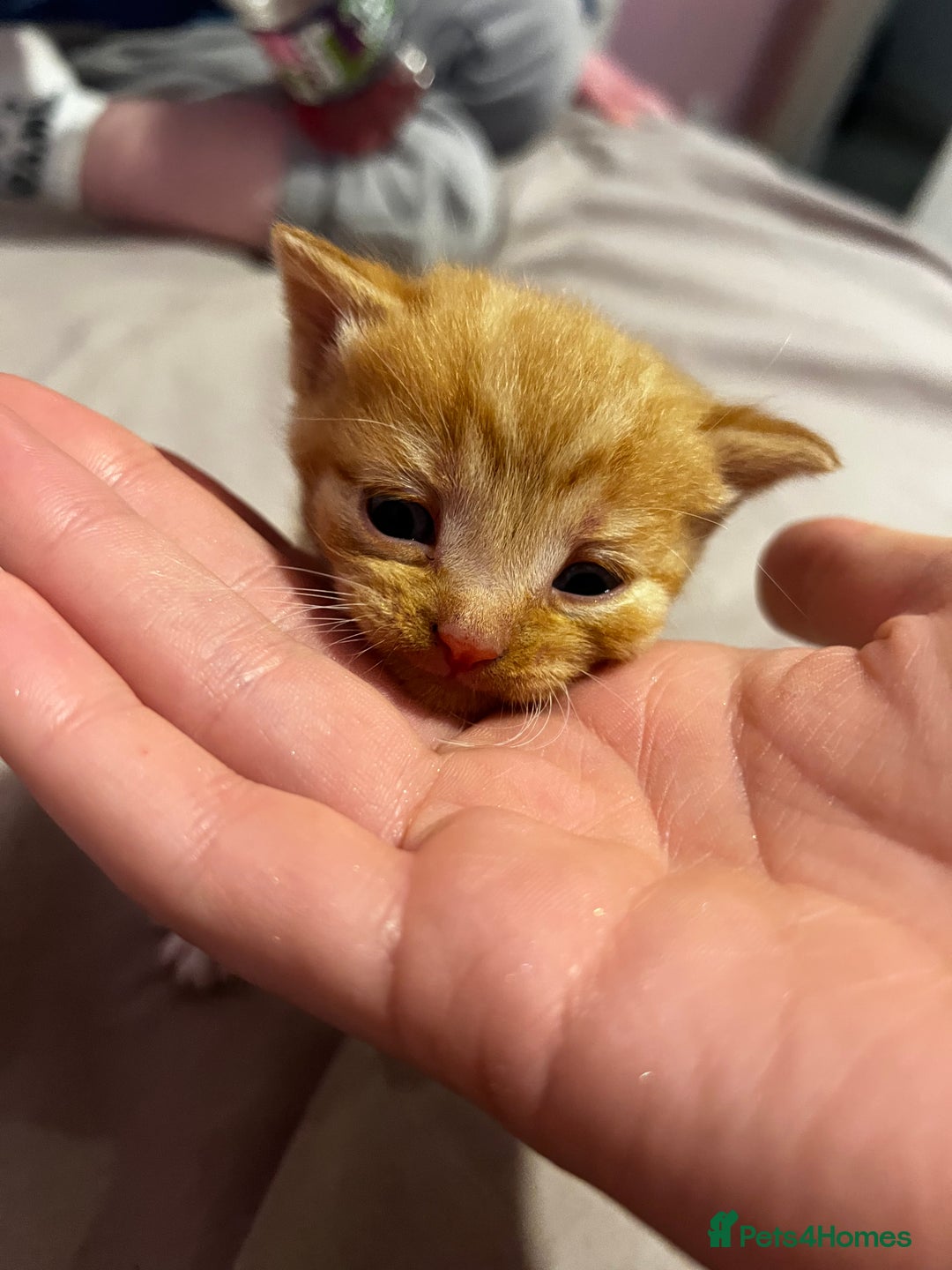 British Shorthair cats for sale: 4 gorgeous kittens for sale  - Image 8