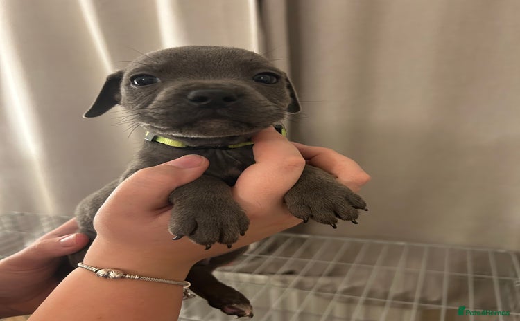 Staffordshire Bull Terrier dogs - Advert 2
