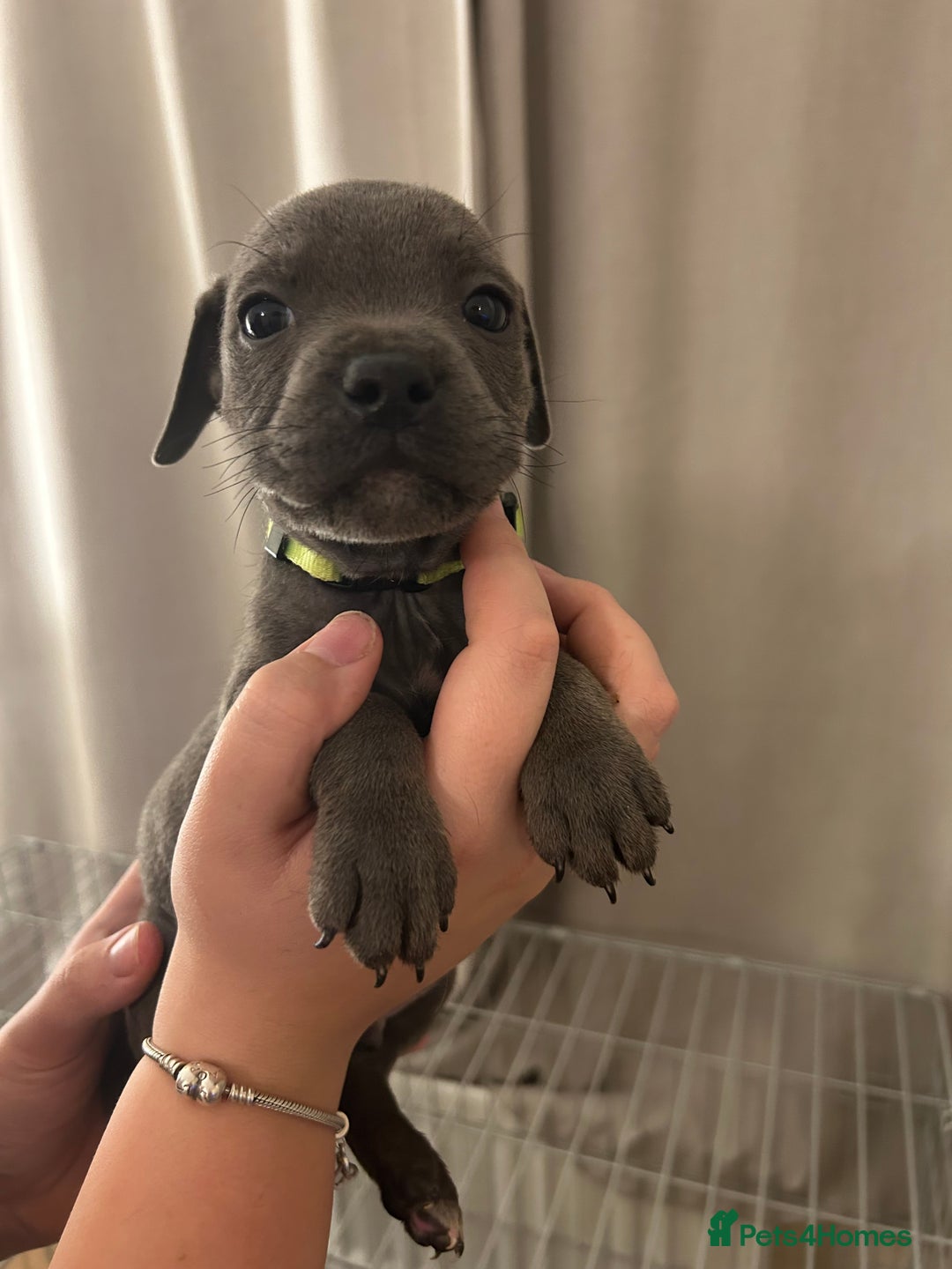 Staffordshire Bull Terrier dogs for sale: Stunning pure blue staffies - Image 1