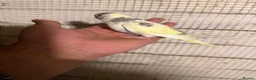 Budgerigars birds for sale: Budgies for sale £40 each collection mk404nn - Advert 4