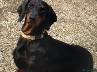 Dachshund dogs - Advert 24