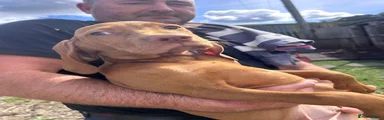 Hungarian Vizsla 2