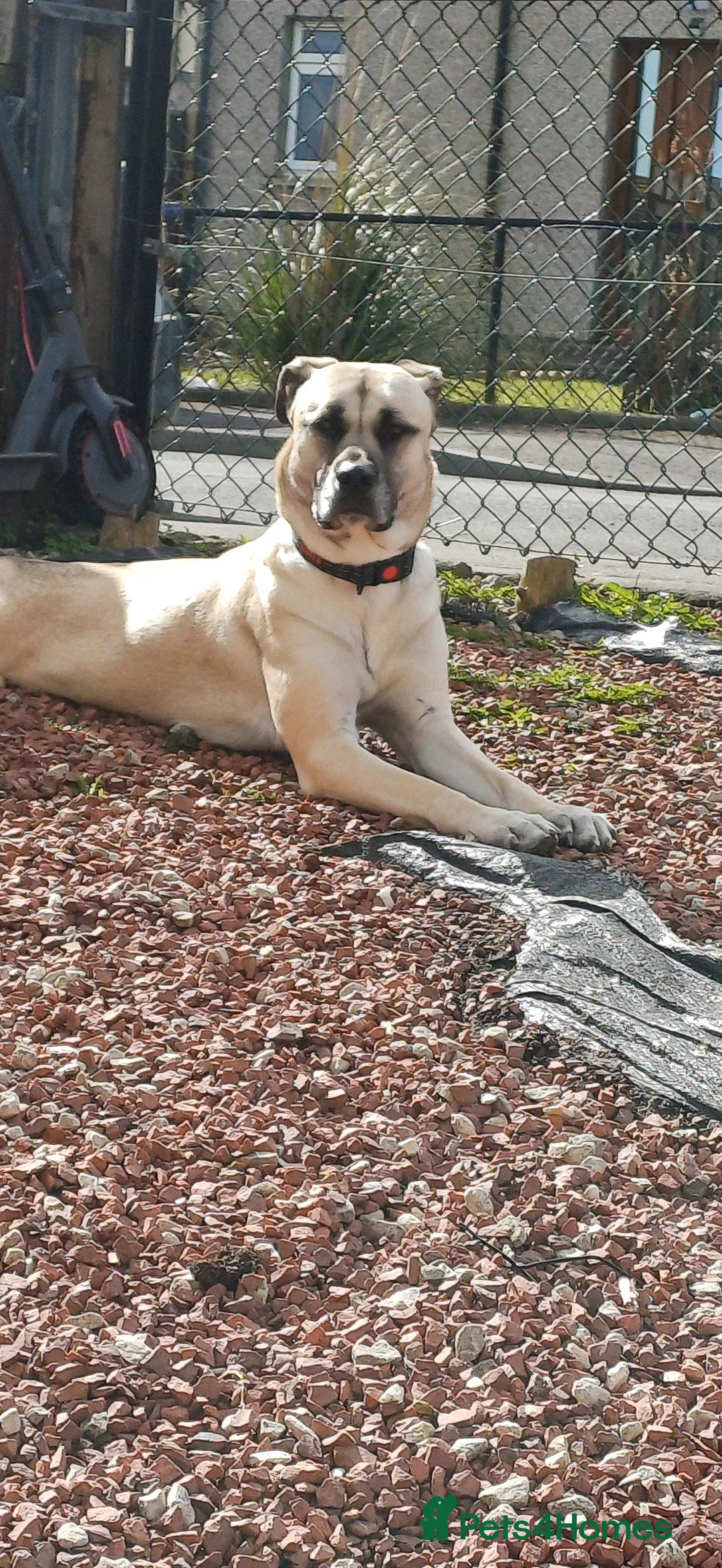 Mixed Breed dogs for sale: 1 year old Turkish Kangal  - Advert 3