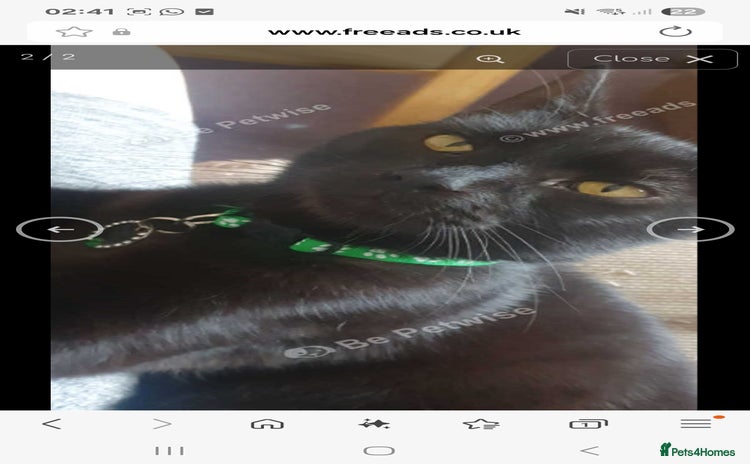 Mixed Breed cats - Advert 15
