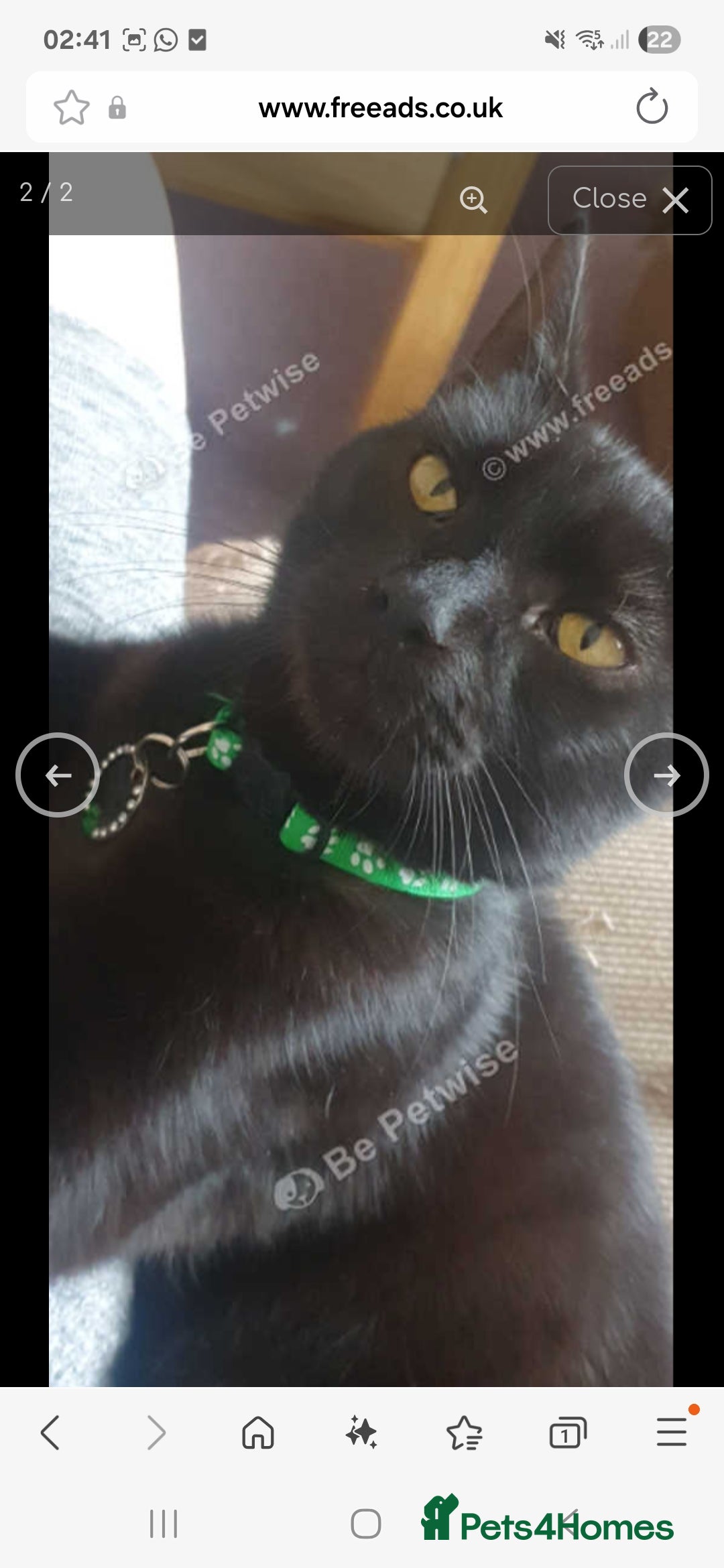 Mixed Breed cats for sale: URGENT male cat Free to good home or rescue. - Image 1