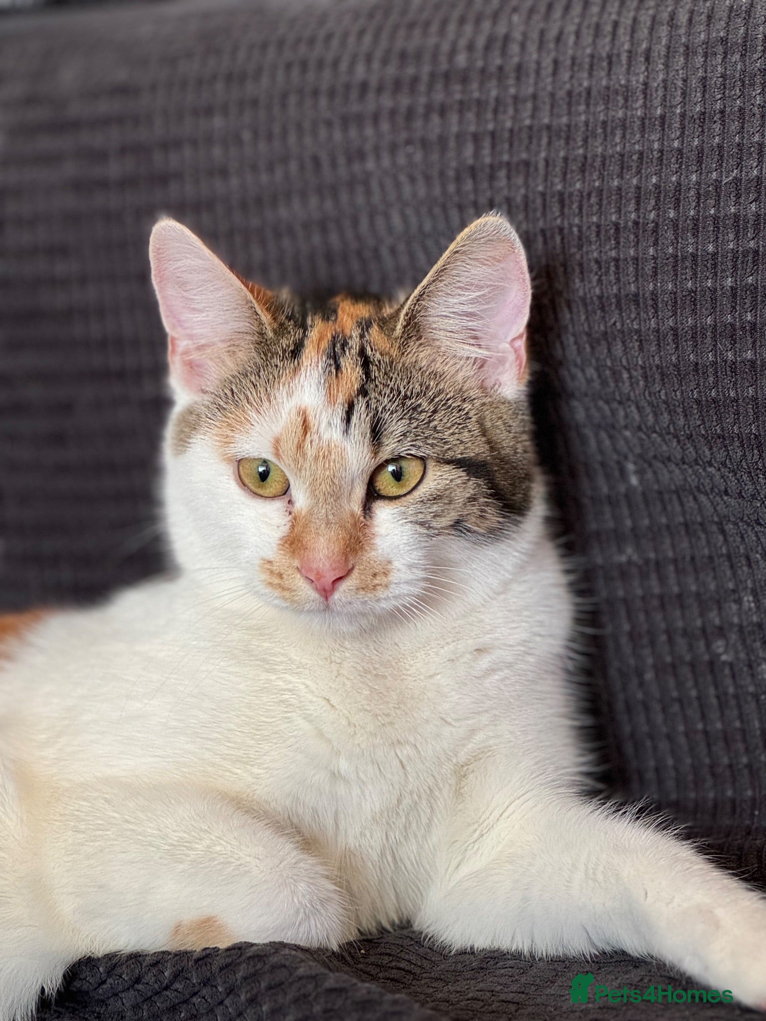 Mixed Breed cats Gorgeous Kittens Looking for Forever Homes 🐾 - Advert 1