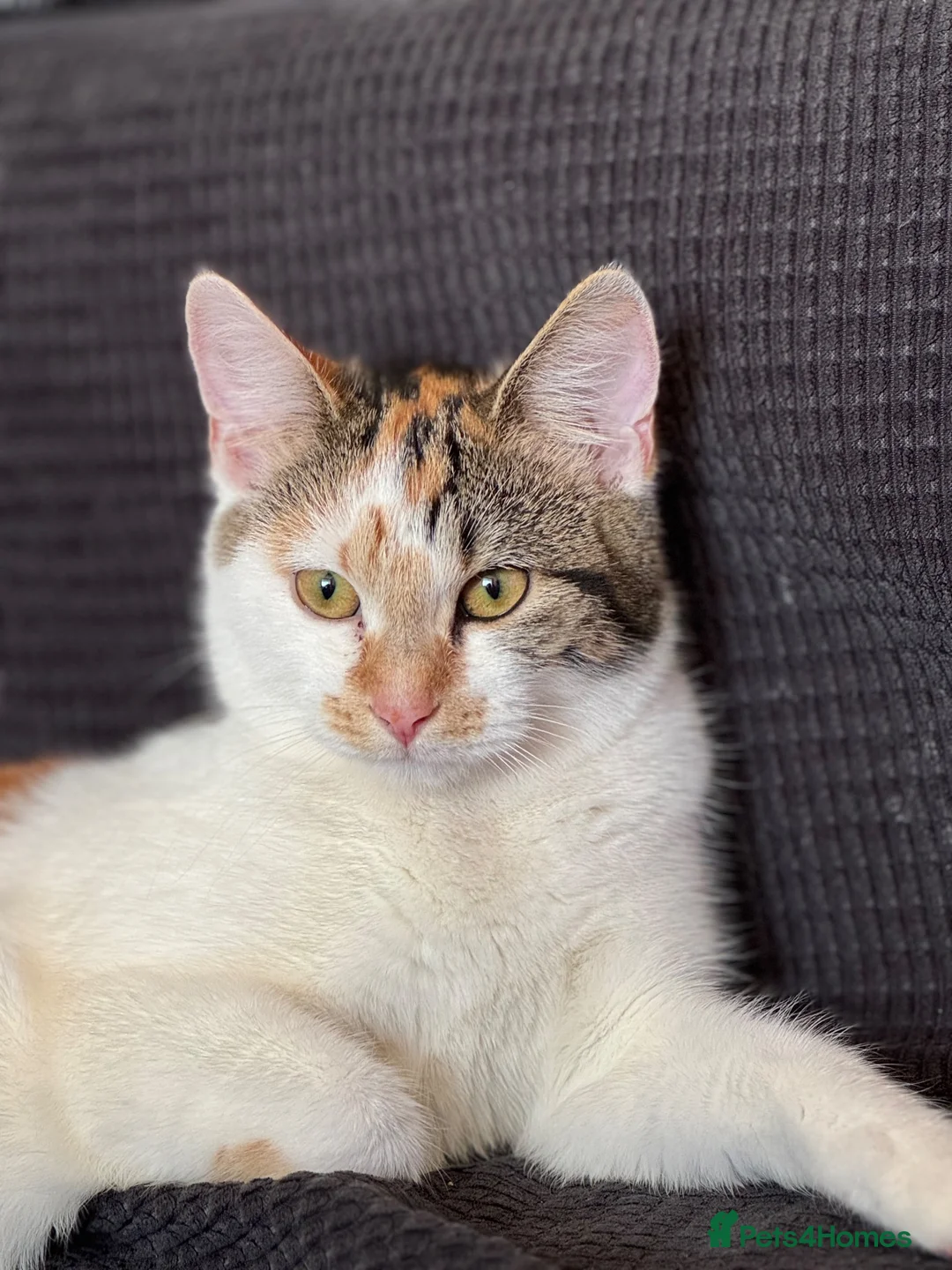 Mixed Breed cats for sale: Gorgeous Kittens Looking for Forever Homes 🐾 - Advert 1