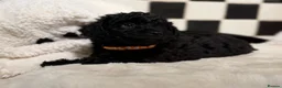 Jackapoo dogs for sale: *** Stunning Jackapoos Ready Now - Advert 15