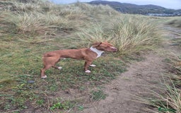 Mixed Breed dogs for sale: American Staffy  - Image 2