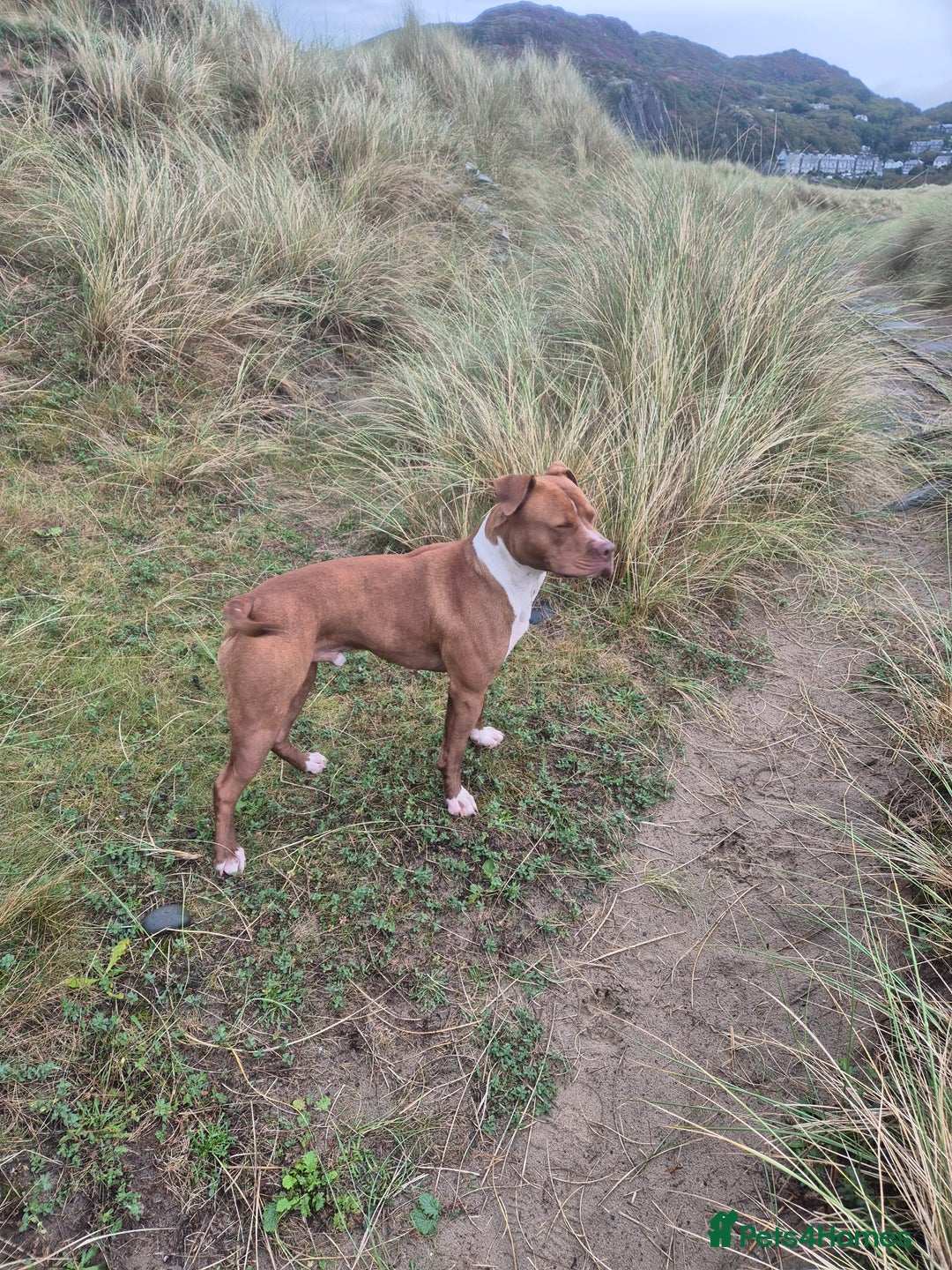 Mixed Breed dogs for sale: American Staffy  - Image 2