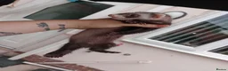 Ferret rodents for sale: Baby ferrets  - Advert 11