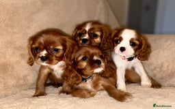 Cavalier King Charles Spaniel dogs for sale: King Charles Cavalier Puppies  - Image 1