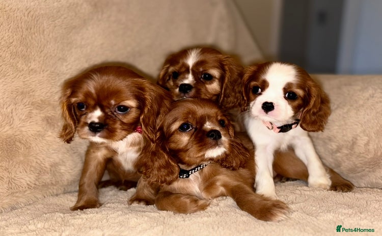 Cavalier King Charles Spaniel dogs - Advert 13