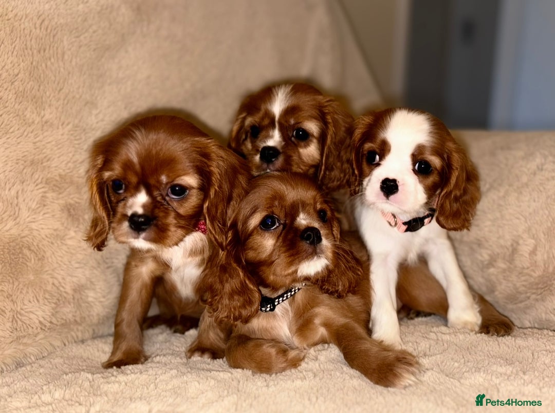 Cavalier King Charles Spaniel dogs for sale: King Charles Cavalier Puppies  - Image 1