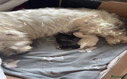 Mixed Breed dogs for sale: Teddy Junior - Image 3