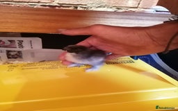 Chickens poultry for sale: Chicks & fertile eggs - Pekin, Polish, Serama in Wantage - Image 9