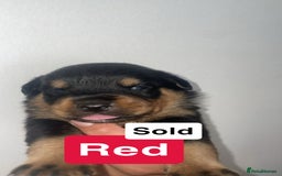 Rottweiler dogs for sale: 11 Chucky Rottweiler puppies for sale  - Image 5