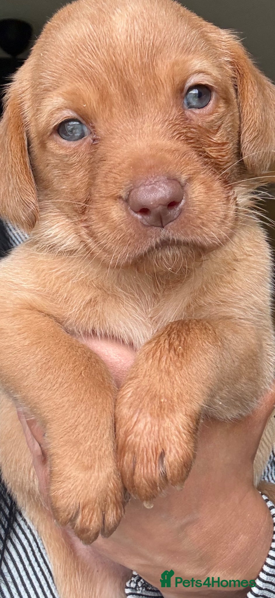 Labrador Retriever dogs Fox red and yellow/white Labrador pups - Advert 1