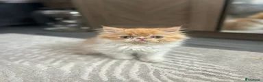 Persian Kitten 4 
