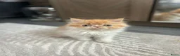 Persian cats for sale:  2 beautiful girls left Persian REDUCED £ - Advert 21