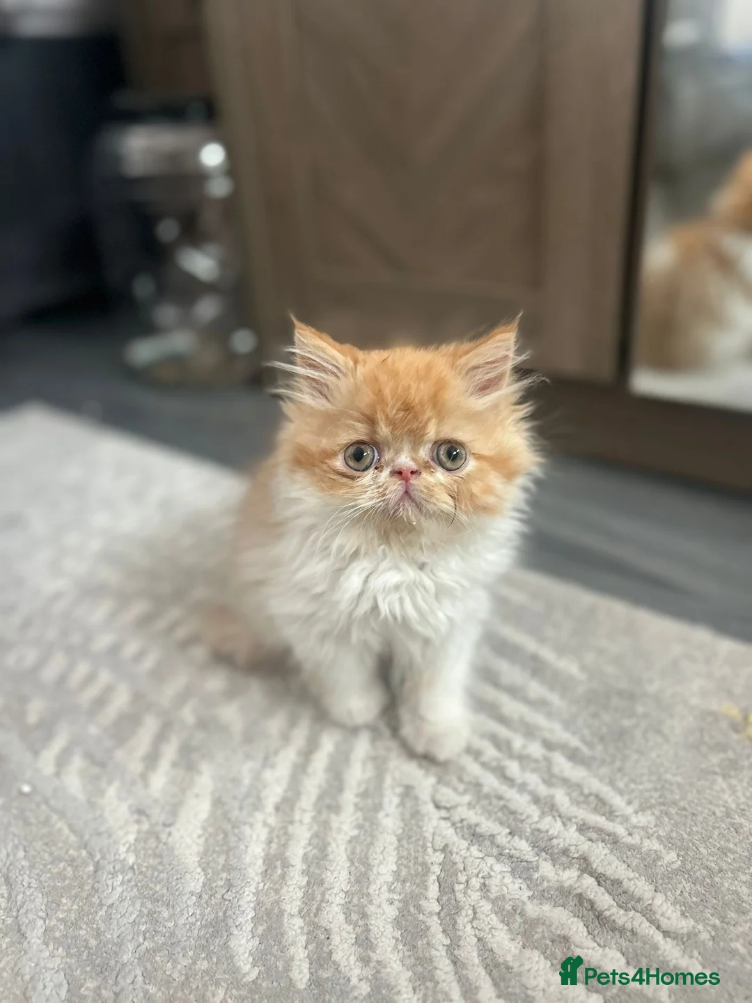 Persian cats for sale:  2 beautiful girls left Persian REDUCED £ - Advert 21