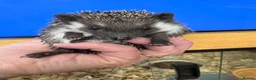 Pygmy Hedgehog rodents for sale:  Split faced/full masked baby hedgehogs READY !!   - Advert 5