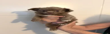 Chihuahua 2