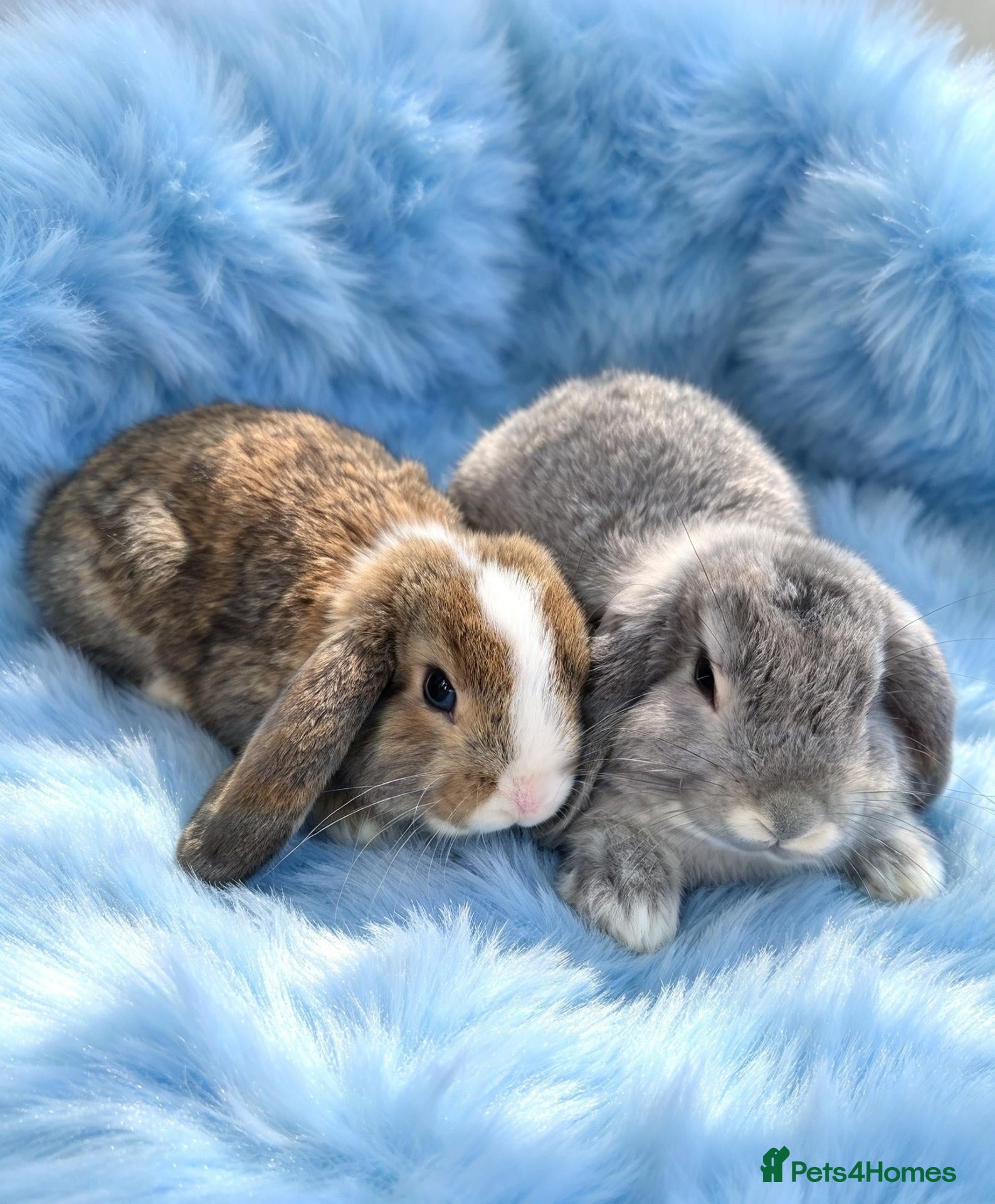 Mini Lop rabbits Last baby boys mini lop carriers plush - Advert 5