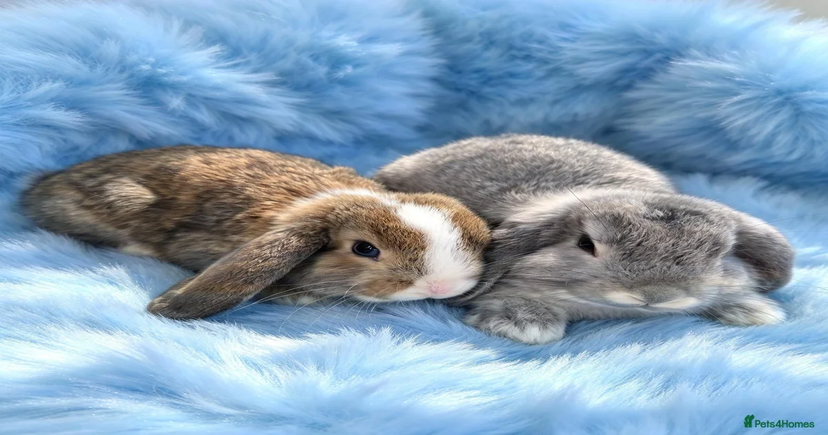 Mini Lop Rabbits for Sale for sale in Stockton-on-Tees, Stockton-on ...