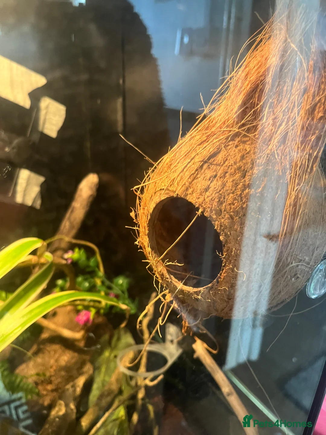 Gecko reptiles for sale: Male crested gecko - Advert 2