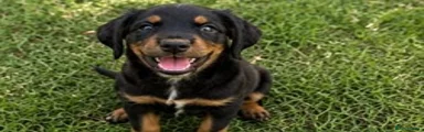 Cocker Spaniel 5
