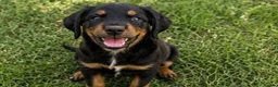 Cocker Spaniel dogs for sale: Cocker spaniel puppies in Cambridge - Advert 9