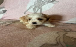 Cavapoo dogs for sale: Stunning Cavapoo puppies from family home  - Advert 31