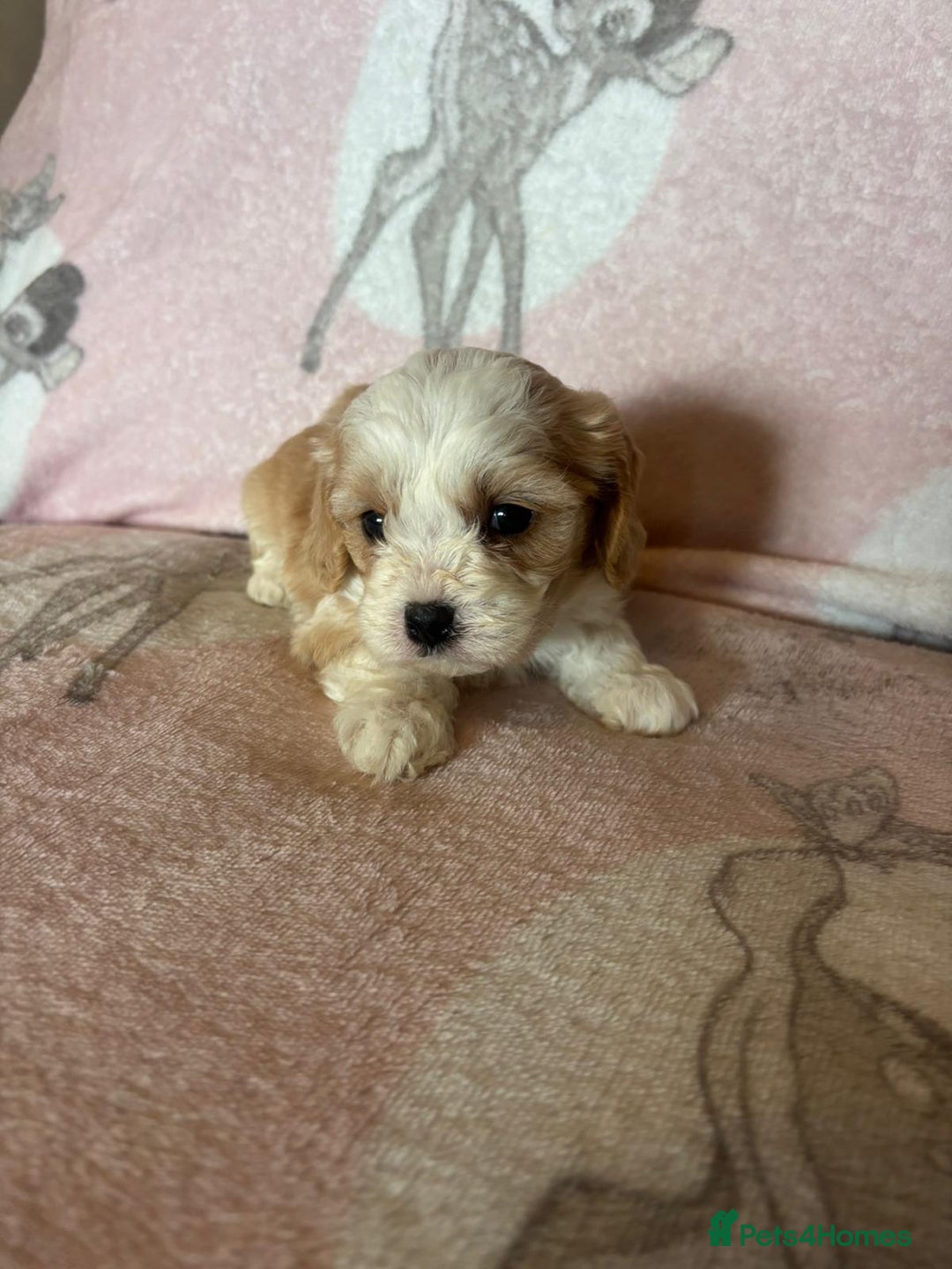 Cavapoo dogs for sale: Stunning Cavapoo puppies from family home  - Advert 31