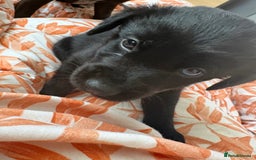 Mixed Breed dogs for sale: Siberian Cocker Puppies  - Image 4